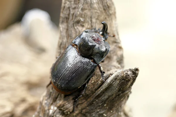 Escarabajo rinoceronte (Oryctes nasicornis) con hermoso fondo —  Fotos de Stock