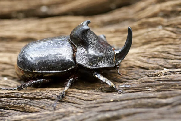 Escarabajo rinoceronte (Oryctes nasicornis) con hermoso fondo — Foto de Stock