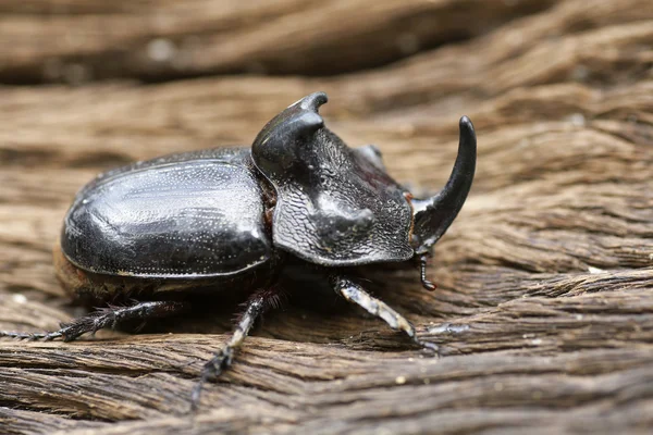 Escarabajo rinoceronte (Oryctes nasicornis) con hermoso fondo — Foto de Stock