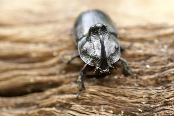 Escarabajo rinoceronte (Oryctes nasicornis) con hermoso fondo — Foto de Stock