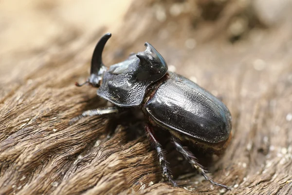 Escarabajo rinoceronte (Oryctes nasicornis) con hermoso fondo — Foto de Stock