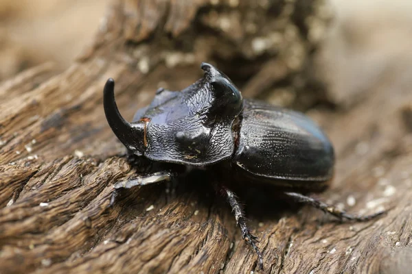 Escarabajo rinoceronte (Oryctes nasicornis) con hermoso fondo — Foto de Stock