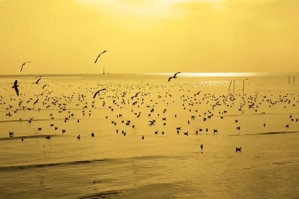 Migratory seagulls flock to the Bang Pu Seaside — Stock Photo, Image