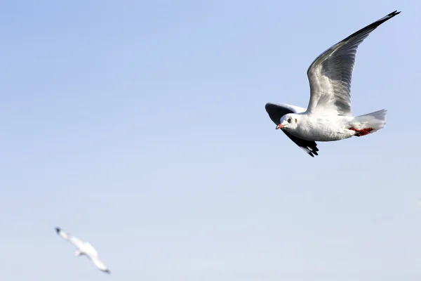 Migratory seagulls flock to the Bang Pu Seaside — Stock Photo, Image