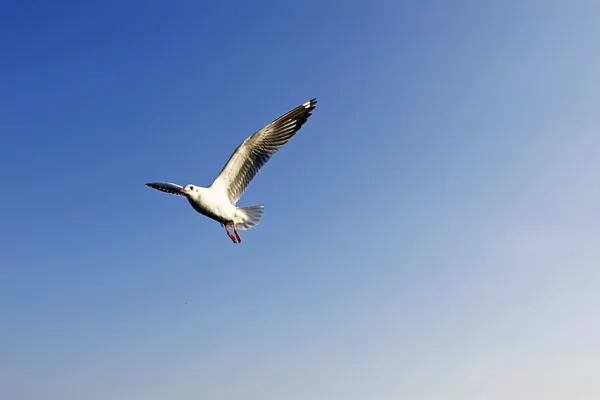 Göçmen martılar Bang Pu deniz kenarına akın — Stok fotoğraf