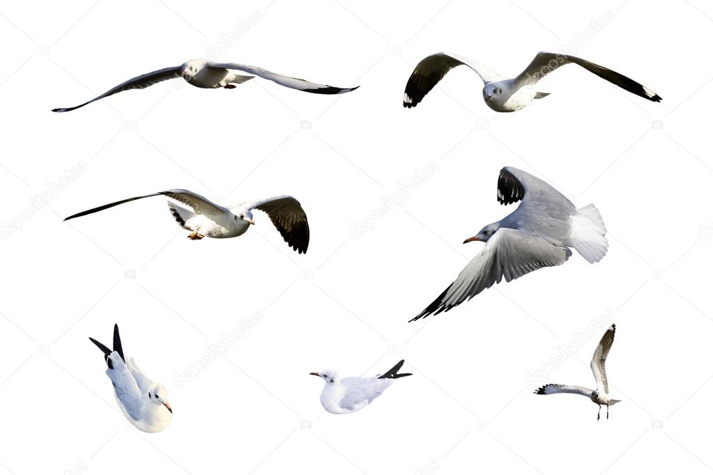 Migratory seagulls flock to the Bang Pu Seaside