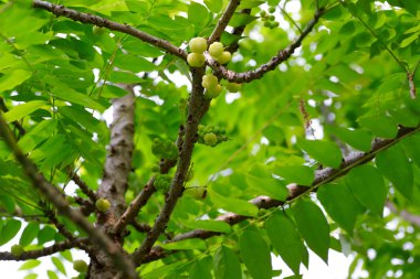 yıldız bektaşi üzümü meyve ağacı üzerinde