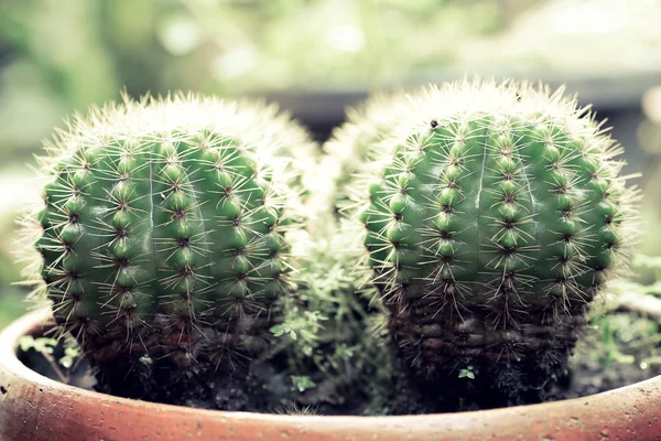 Diverses plantes de cactus vert frais fond — Photo