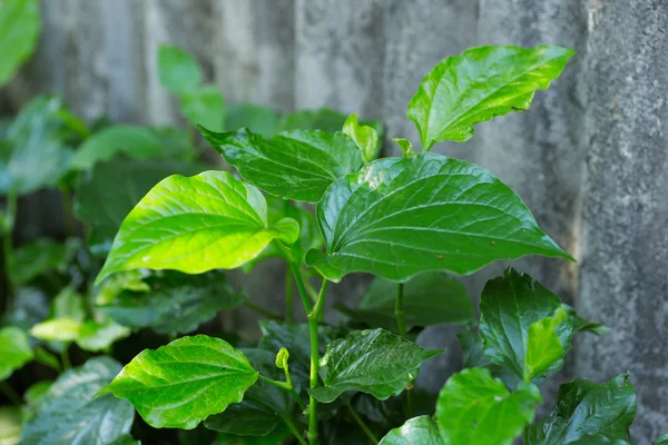 Big and small green Chaplo leaves, vegetable herb in Thailand — Stock Photo, Image