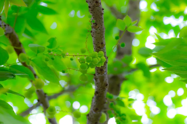 Stella uva spina frutta su albero — Foto Stock