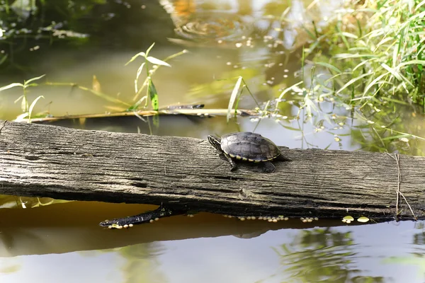 The turtle living near a little pond — Stock Photo, Image