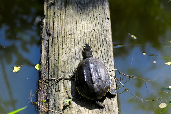 The turtle living near a little pond — Stock Photo, Image