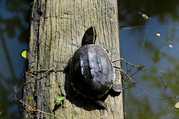 La tortuga que vive cerca de un pequeño estanque —  Fotos de Stock