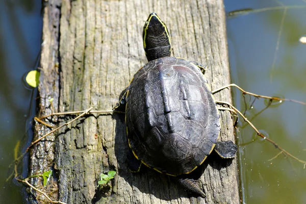 La tortuga que vive cerca de un pequeño estanque —  Fotos de Stock