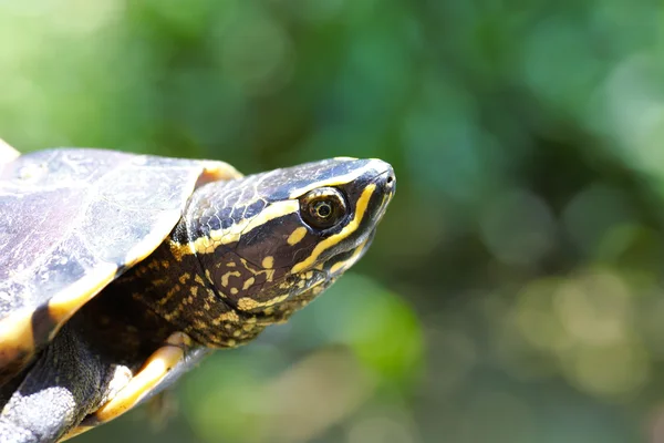 The turtle living near a little pond — Stock Photo, Image