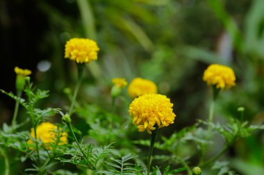 Bahçedeki pot kadife çiçeği (calendula officinalis)