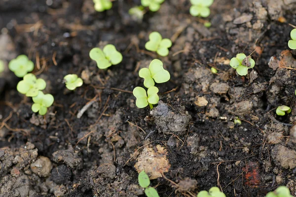 Bahçedeki toprak yığınında küçük bir bitki — Stok fotoğraf