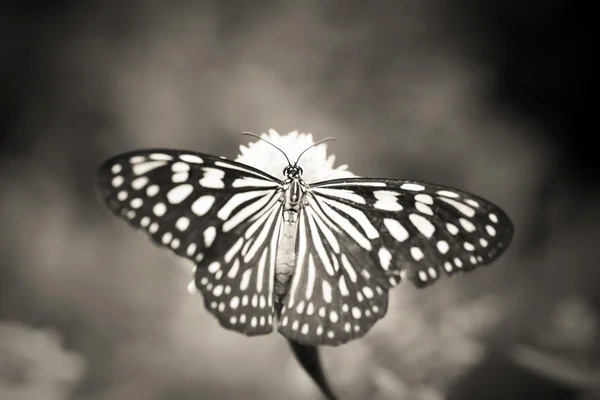 Monarca Borboleta em uma flor — Fotografia de Stock
