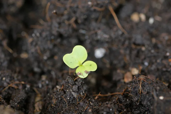 Pequena planta em pilha de solo no jardim — Fotografia de Stock