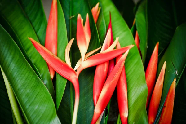 Bellissimi fiori d'arancio (Uccello del paradiso) — Foto Stock