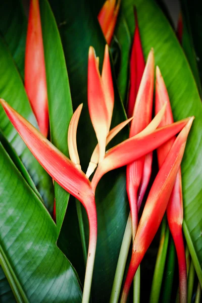 Prachtige oranje bloemen (paradijsvogel)) — Stockfoto