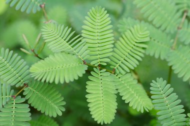 Su damlaları ile güzel yeşil yaprak