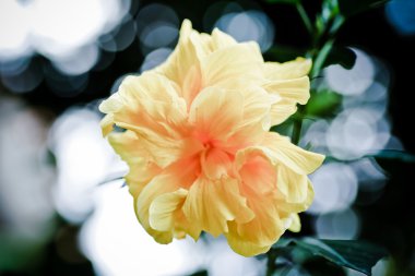 Hibiscus Bahçede Tropik Çiçek