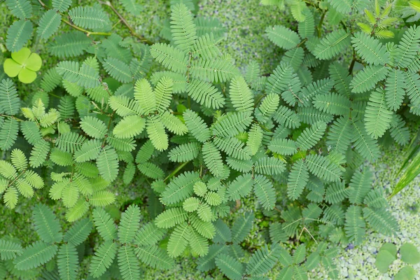 Prachtig groen blad met druppels water — Stockfoto