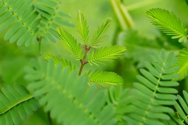 Prachtig groen blad met druppels water — Stockfoto