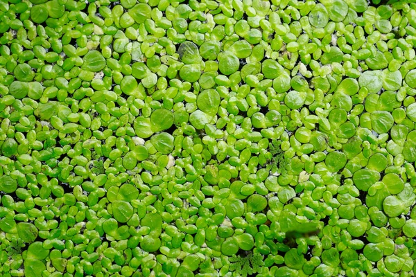 Prachtig groen blad met druppels water — Stockfoto