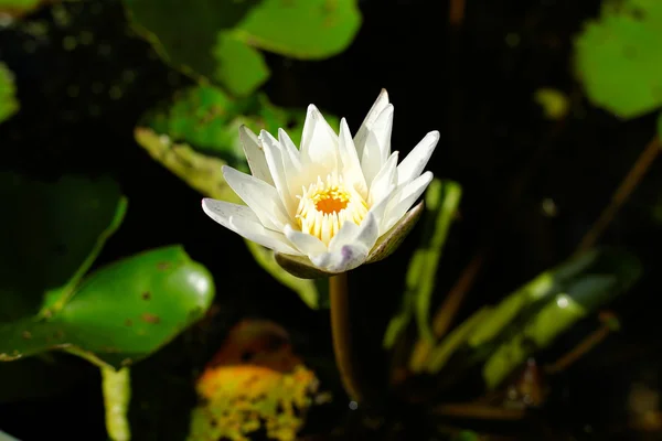 A colorful water lily growing in a pond. — Stock Photo, Image