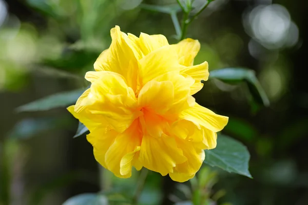Hibiscus Flor tropical en el jardín — Foto de Stock