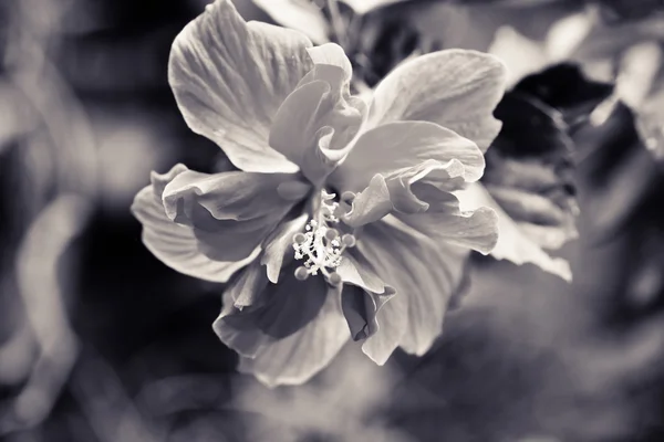 Hibisco Flor tropical no jardim — Fotografia de Stock