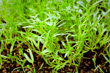 Bahçedeki toprak yığınında küçük bir bitki