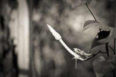 Ipomoea alba L. / Yenilebilir çiçekler. Süs bitkileri Tayland olduğunu.