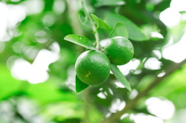 Kireç yeşili ağaç dallarında asılı