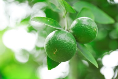 Kireç yeşili ağaç dallarında asılı