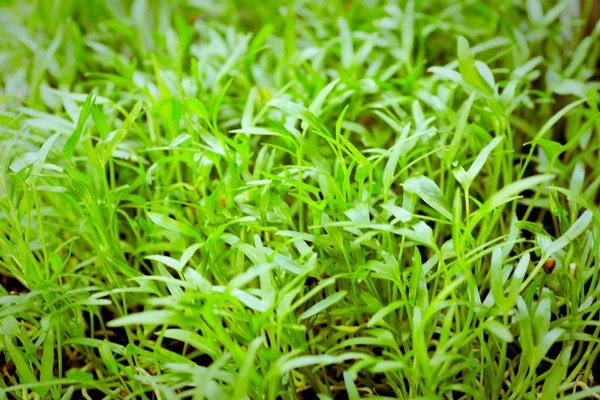 花园里一堆堆泥土上的小植物 — 图库照片