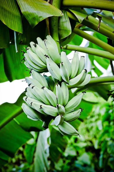 Plátanos verdes inmaduros en Tailandia —  Fotos de Stock