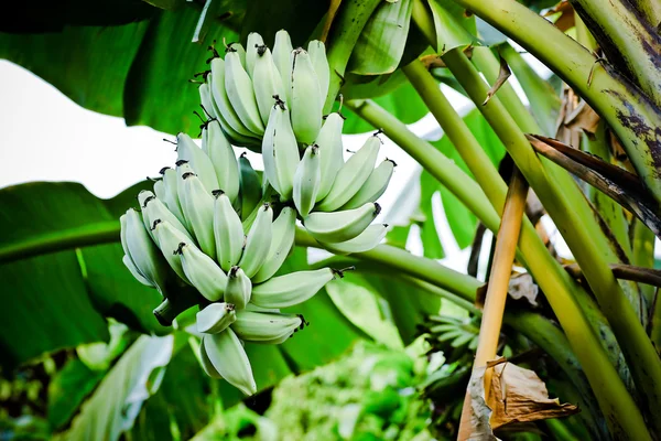 Plátanos verdes inmaduros en Tailandia —  Fotos de Stock