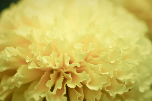 Calêndula (Calendula officinalis) no jardim — Fotografia de Stock