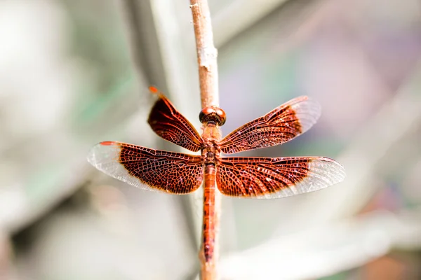 La libélula en el fondo borroso — Foto de Stock