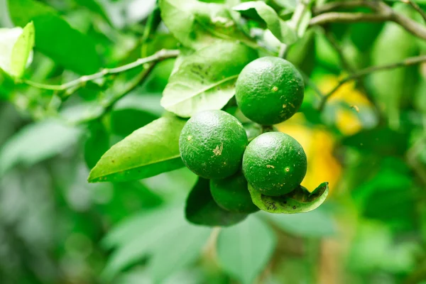 Lime green tree hanging from the branches of it — Stock Photo, Image