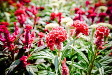 Tüylü cockscomb çiçek veya Celosia argentea renkli