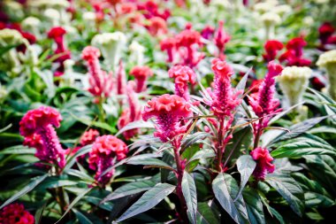 Tüylü cockscomb çiçek veya Celosia argentea renkli