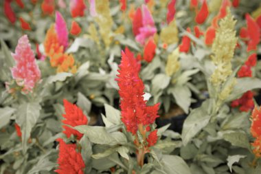 Tüylü cockscomb çiçek veya Celosia argentea renkli