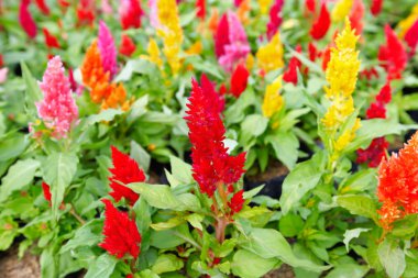 Tüylü cockscomb çiçek veya Celosia argentea renkli