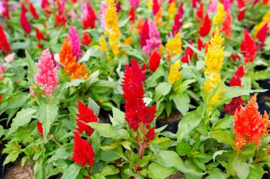 Tüylü cockscomb çiçek veya Celosia argentea renkli
