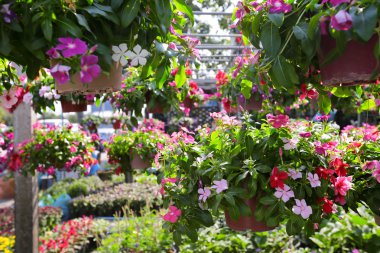 Çiçekler ve güzel yapraklar