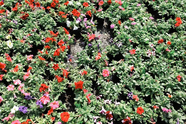 Colorful of plumed cockscomb flower or Celosia argentea — Stock Photo, Image